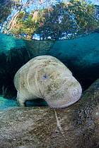 Curious young Florida Manatee (Trichechus manatus latirostris) peeping over mothers back at Three Sisters Spring in Crystal River, Florida, USA.