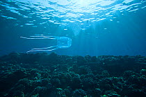 Box jellyfish (Cubozoa) swimming sideways, Hawaii.