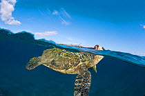 Green turtle (Chelonia mydas) lifting head above surface for a breath off Maui, Hawaii.