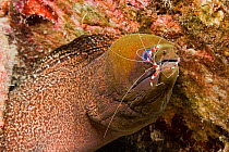 Undulated moray eel (Gymnothorax undulatus) with banded coral shrimp (Stenopus hispidus) inspecting its teeth, Hawaii.