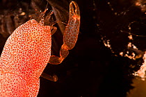 Female Pearl oyster shrimp (Conchodytes meleagrinae) in a Black lipped pearl oyster (Pinctada margaritifera) Hawaii.
