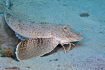 Leopard sea robin (Prionotus scitulus) 'walking' along seabed, Florida, USA.