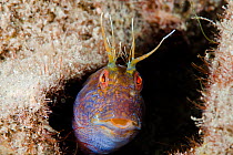 Seaweed blenny (Parablennius marmoreus) peeping out from crevice. Florida, USA.