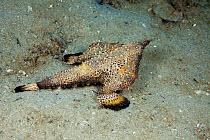 Polka-Dot / Spotted batfish (Ogcocephalus radiatus) resting on seabed. Florida, USA.