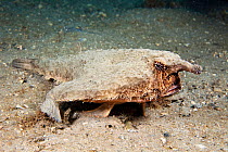 Shortnose batfish (Ogcocephalus nasutus) resting on seabed, Florida, USA.