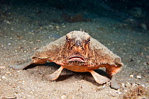 Shortnose batfish (Ogcocephalus nasutus) resting on seabed, Florida, USA.