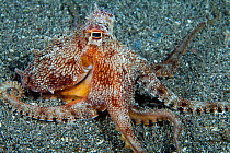 Short armed sand octopus (Amphioctopus arenicola) lives in a small hole on sandy seabed, endemic, Maui, Hawaii.