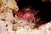 Rathbun's hinge-beak shrimp (Rhynchocinetes rathbunae) off coast of Maui, Hawaii.
