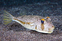 Randall's pufferish (Torquigener randalli), found only in Hawaii and named after Dr. John E. Randall, who has discovered and named more species of fish than any other living person. Hawaii.