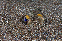 Randall's puffer (Torquigener randalli) buried in sand with only eyes visible, Hawaii.