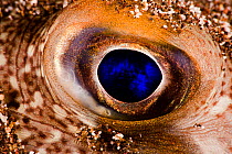 Close-up of eye of Randall's puffer (Torquigener randalli) burried in sand at night, Hawaii.