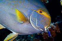 Eyestripe surgeonfish (Acanthurus dussumieri) laying on side with mouth open, a signal to attract Hawaiian cleaner wrasse (Labroides phthirophagus) Hawaii.