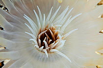 Tube anemone (Arachnanthus sp) found in sandy areas, opens to feed at night, Hawaii.