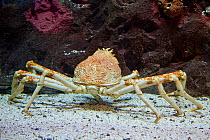 Japanese spider crab (Macrocheira kaempferi) the largest arthropod in the world in terms of leg span, reaching over 12 feet and weighing up to 41 pounds, Japan.