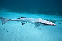 Sharksucker (Echeneis naucrates), West End, Grand Bahamas, Caribbean.
