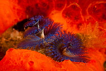 Blue spiral fan (used for feeding and breathing) of Christmas tree worm (Spirobranchus giganteus) visible on reef. Maui, Hawaii.