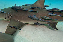 Lemon shark (Negaprion brevirostris) hosting an unusually high number of shark suckers (Echeneis naucrates), Grand Bahamas, Caribbean.