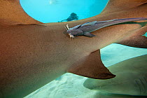 Sharksucker (Echeneis naucrates) feeding on scraps of prey of Lemon shark (Negaprion brevirostris) to which it is attached. Grand Bahamas, Caribbean.