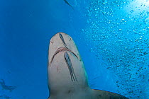 Sharksucker (Echeneis naucrates) attached to Lemon shark (Negaprion brevirostris). Grand Bahamas, Caribbean.