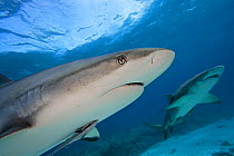 Caribbean reef shark (Carcharhinus perezi) with Lemon shark (Negaprion brevirostris) in background, Bahamas, Caribbean.