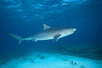 Tiger shark (Galeocerdo cuvieri) attracted towards photographer by bait. Bahamas, Caribbean.