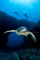 Green turtles (Chelonia mydas) with divers exploring archway beyond. Lanai, Hawaii.