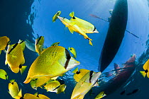 Schooling Lemon / Milletseed butterflyfish (Chaetodon miliaris) below kayakers off Maui, Hawaii.