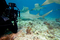 Cameraman filming Lemon sharks (Negaprion brevirostris) attracted by bait, West End, Grand Bahamas, Caribbean.