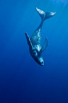 Curious Humpback whale calf (Megaptera novaeangliae) during moment away from its mother, Hawaii.