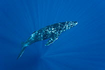 Patterns of diffused sunlight on Humpback whale (Megaptera novaeangliae), Hawaii.