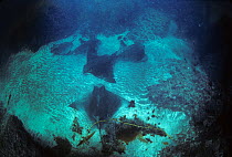 Looking down on group of Bat rays (Myliobatis californica / Holorhinus californicus) USA, Eastern Pacific coast