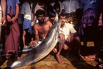Dead Bottlenose dolphin (Tursiops truncatus) for sale in market, India