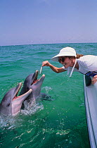 Woman feeding fish to wild Bottlenosed dolphin (Tursiops truncatus) from boat, Gulf of Mexico, Atlantic. Model released