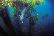 Californian sealion (Zalophus californianus) amongst kelp, Eastern pacific