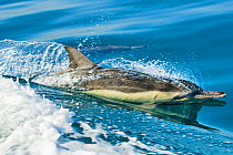 Common dolphin (Delphinus delphis) pod surfacing on bow wave, Eastern Pacific