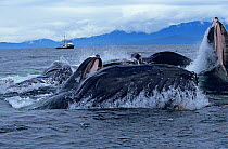 Humpback whales (Megaptera novaeangliae) bubble net feeding, Alaska, Eastern pacific
