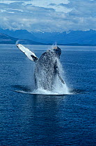 Humpback whale (Megaptera novaeangliae) breaching, Alaska, Eastern Pacific