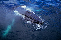 Humpback whale (Megaptera novaeangliae) at surface, Eastern Pacific
