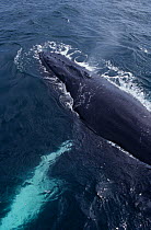 Humpback whale (Megaptera novaeangliae) blowing at surface, Eastern Pacific