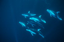 Pod of Pacific white-sided dolphin (Lagenorhynchus obliquidens) Eastern pacific