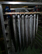 European eels (Anguilla anguilla) prepared for smoking. A threatened species still being used for specialist food market, with connections to the Severn Estuary and traditional salmon fishing. Wye and...