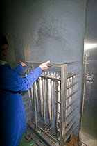 Traditional process of smoking Common eels (Anguilla anguilla) for specialist food market, with connections to the Severn Estuary and traditional salmon fishing. Wye and Severn Smokery, Gloucestershir...