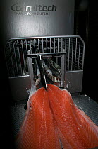 Mechanised processing of farmed Salmon (Salmo salar) Wye and Severn Smokery, Gloucestershire, England, UK. April 2010.