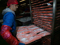 Salmon (Salmo salar) being prepared in trays for smoking, Wye and Severn Smokery, Gloucestershire, England, UK. April 2010.