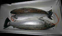 Sea / Brown trout (Salmo / morpha trutta) with Environment Agency tags prior to smoking process. Connections to the Severn Estuary and traditional salmon fishing. Wye and Severn Smokery, Gloucestershi...