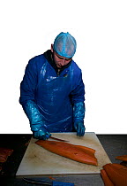 Preparing farmed Salmon (Salmo salar) prior to smoking. Connections to the Severn Estuary and traditional Salmon fishing. Wye and Severn Smokery, Gloucestershire, England, UK. April 2010.