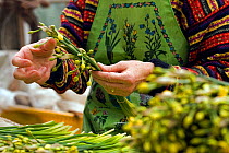 Tying Narcissi in packing shed, St. Martin's. Isles of Scilly, December 2009.