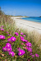 Hottentot Figs (Carpobrotus edulis) in marram grass on Par Beach, St. Martin's, Isles of Scilly. May 2010