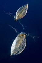 Common Water fleas (Daphnia pulex) found in large numbers in a small shallow pond at Dolbryn Caravan site near Newcastle Emlyn, Pembrokeshire, Wales, UK