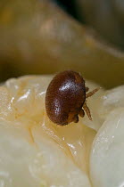 Varroa mite (Varroa destructor) an external parasitic mite that attacks honey bees